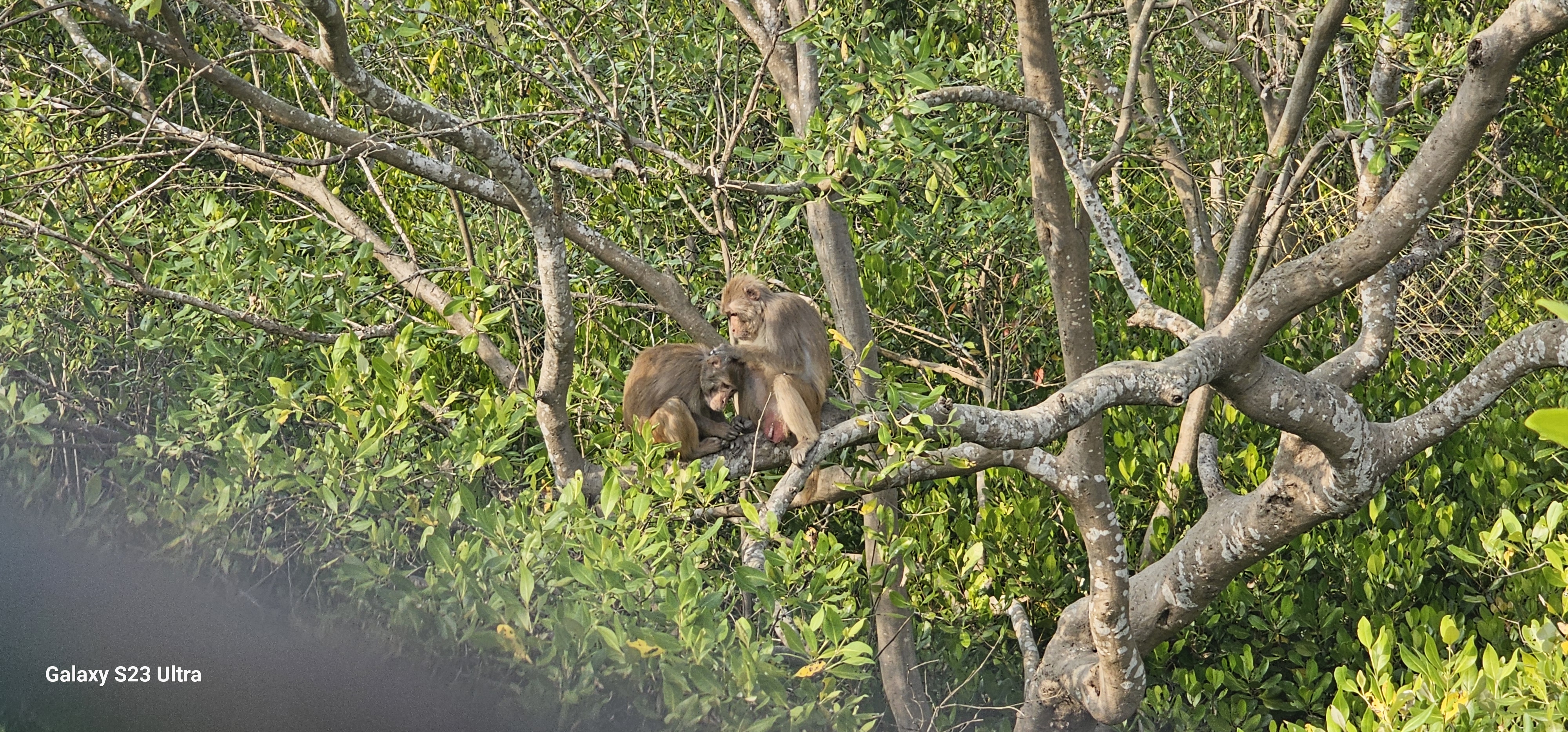 Sundarban mangrove tour