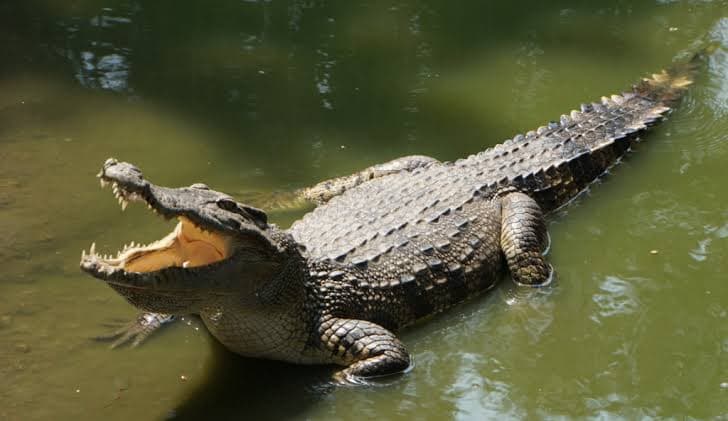 Bhagabatpur Crocodile Sanctuary