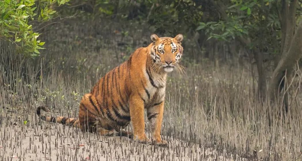 Royal Bengal Tiger in Sundarban West Bengal