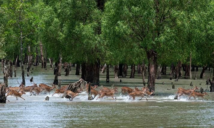 Sundarban mangrove forests and wild beauty