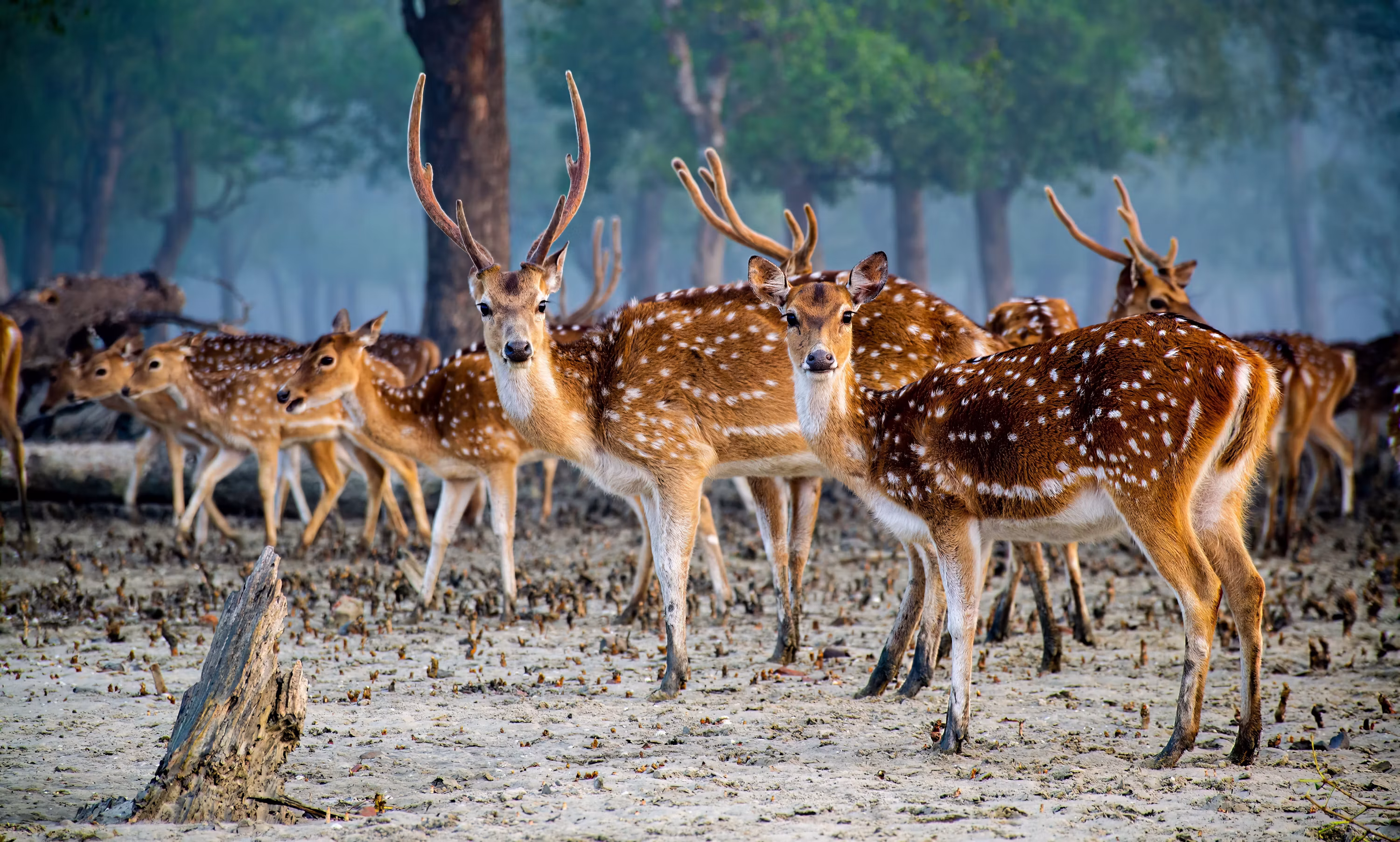 Sundarban West Bengal Tourism